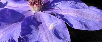 Check spelling or type a new query. Clematis Early Large Flowered Clematis Clematis Elsa Spaeth