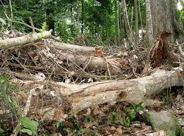 Peka said malaysia is expected to face critical water issues in the next 10 to 15 years if aggressive steps are not taken by the government and other relevant parties to protect the environment. Environmental Law Seminar On Current Southeast Asia Forestry And Mining Issues Malaysia