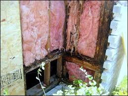 They will also chew through your rubber insulation that. Termite Damage And Insulation