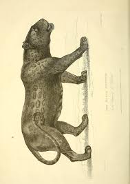 The Wonders Of The Animal Kingdom Biodiversity Heritage Library Scientific Illustration Black Panther Art Vintage Illustration Art