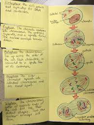 Mitosis Foldable By Cthomasbiology Science Cells Mitosis Teaching Biology
