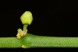 Image result for Cynanchum mulanjense