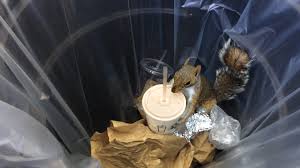 Image result for decoder shake