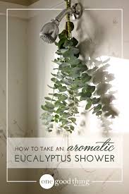 How To Take An Aromatic Eucalyptus Shower Eucalyptus Shower Fun To Be One Shower Plant