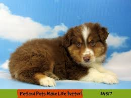 Find the perfect australian shepherd puppy for sale in illinois, il at puppyfind.com. Mini Australian Shepherd Dog Male Red And White Tri 2668960 Petland Pets Puppies Chicago Illinois