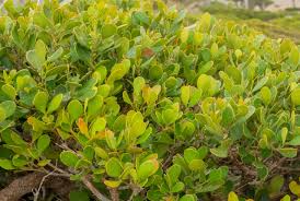 Image result for Tragia hildebrandtii