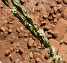 Image result for Neojeffreya