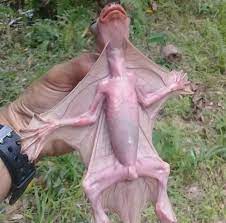 These two species make up the entire family cynocephalidae and order dermoptera. Colugo Natureisfuckinglit