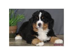 Maybe you would like to learn more about one of these? Bernese Mountain Dog Dog Male Black Tan White 2314093 Petland Lewis Center
