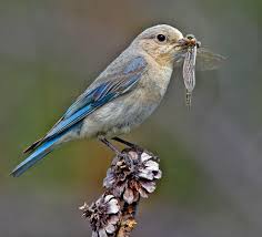 Birds Birding Trips And Birdwatching Tours In State Of Nevada Fat Birder