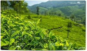 Best tea estates in india. History Of Tea Plantation In India The Best Picture History