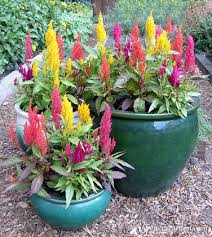 Image result for Celosia pandurata