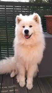 pin von rosemary sambrano auf samoyed samojede hund samojede welpe samojedenhunde