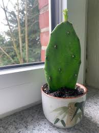 The san pedro cactus can be cultivated at home and grown for ornamental use, or for its entheogenic properties. We Picked This Up From A Grocery Store Gave It Some Water And It Started Growing This Little Guy What Kind Succulent Is This Whatsthisplant
