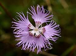 Image result for Dianthus chimanimaniensis