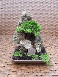 Mame Hage Bonsai Tree Mame Bonsai Dish Garden