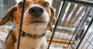A dog is said to undergo separation anxiety if he starts to whine or tremble as you are about to leave him alone. Top 10 Best Dog Crate For Separation Anxiety Guide And Reviews