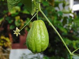 Maybe you would like to learn more about one of these? Growing Chayotes Best Varieties Planting Guide Care Problems And Harvest