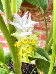 Image result for Afroligusticum runssoricum