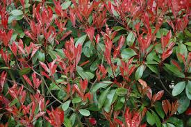 This selection consists of usually widely available, evergreen shrubs for general garden use and many of the cultivars listed have received the award of garden merit. 10 Low Maintenance Shrubs For Your Garden