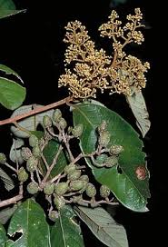 Image result for Cryptocarya woodii