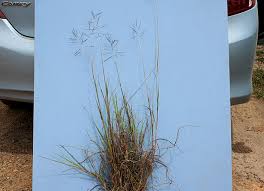 Image result for Bothriochloa bladhii