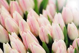 Maybe you would like to learn more about one of these? Sfondi Di Fiori Sfondissimo Sfondi Screensaver Gratis