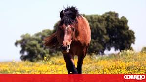 Faz sexo com égua e afirma que animal o seduziu - Mundo - Correio da Manhã