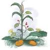 The three sisters garden works so well because the plants compliment one another without choking out the other plants or depriving them of vital nutrients. 1