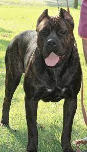 Pirates Den Cane Corso - Females Female Cane Corso Cane Corso Black Cane Corso