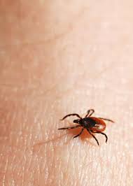 After you've dispatched the tick, thoroughly clean the bite area using alcohol or soap and water. How To Kill A Tick In 13 Ways And 18 Other Gross Facts Storyteller Travel