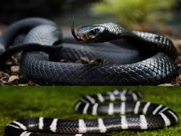 Top 10 ﻿Most Venomous And Dangerous Snakes In The World | ये हैं दुनिया के  सबसे खतरनाक सांप, एक बूंद जहर से जा सकती हैं हजारों जानें | Dainik Bhaskar