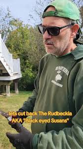 What to Do with Black Eye Susan Once They Die