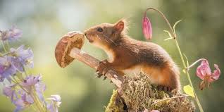 Check the virginia department of game and inland fisheriesfor stocking dates. Petition Protect The Southwest Virginia Wildlife Center Of Roanoke Roanoke Va