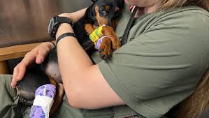 Fundraiser by Luis Ramos : Destiny the Mini Pinscher