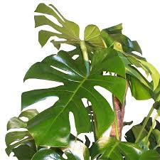 Filodendron Sau Philodendron Arborele Prietenos Philodendron Philodendron Monstera Plant Leaves