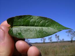 Image result for Persicaria strigosa