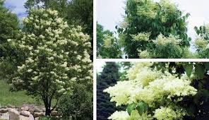 We did not find results for: The Fabulous Japanese Tree Lilac Ivory Silk And Others