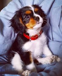 Dreamies De Hunde Susse Tiere Kleine Hunde