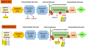 08.04.2012 · both nsclc and mpm are composed of different histotypes. Epha2 Mutations With Oncogenic Characteristics In Squamous Cell Lung Cancer And Malignant Pleural Mesothelioma Oncogenesis