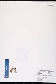 Image result for Wolffiella