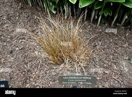 Image result for Landolphia buchananii