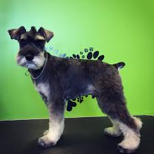 144 reviews of pampered pet grooming & spa i was really impressed with this place, especially because it's in tracy. Bark Avenue Home