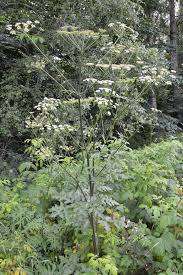 Image result for Heracleum