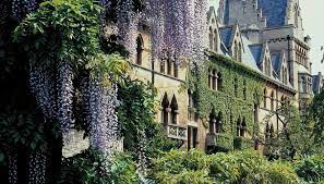 Growing Zones For A Wisteria Vine Wisteria Wisteria Plant Trees To Plant