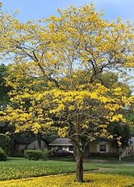 Image result for Handroanthus chrysotrichus