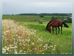 Картинки по запросу родные просторы Stihotvorenie Rodnye Prostory Poet Amurskij
