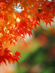 Amazing Color For The Fall Landscape Outdoors Home Garden Television Fall Lawn Fall Lawn Care Autumn Landscape