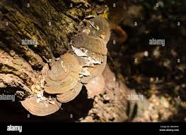 Image result for Balanophoraceae