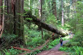 Tips for visiting the redwoods. 8 Best Hikes In Redwood National And State Parks Ca Planetware